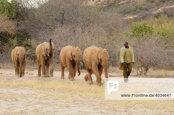Young African Bush Elephants (Loxodonta africana) during reintroduction to the wild by a worker of the David Sheldrick Wildlife Trust  Tsavo East National Park  Kenya  Africa