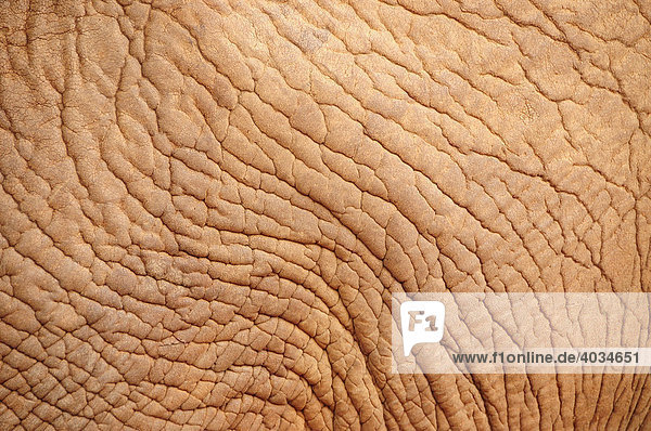 Haut eines Elefanten (Loxodonta africana)  Tsavo East National Park  Kenia  Afrika