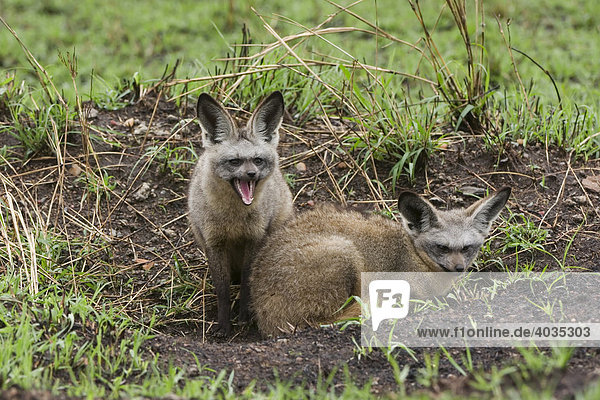 Bat eared foxes (Otocyon megalotis)  Masai Mara  Kenya  East Africa