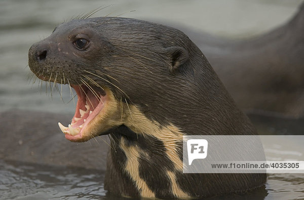 Giant river otter (Pteronura brasiliensis)  endangered species  Pixaim River  Pantanal  Brazil  South America