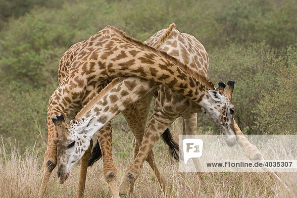 Masai Giraffes (Panthera leo) fighting  Masai Mara  Kenya  East Africa