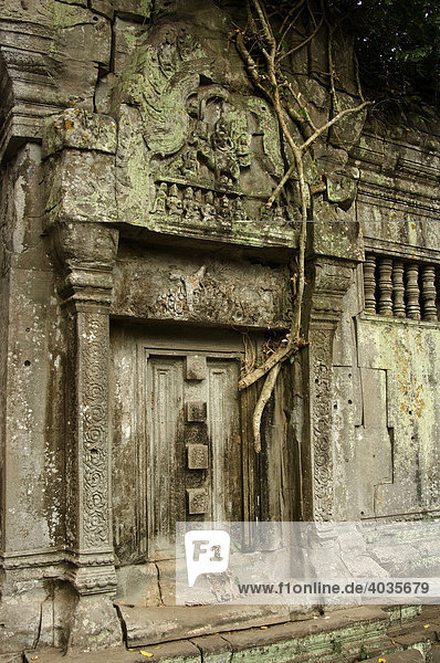 Wurzeln und Bäume überwuchern die Ruinen des Beng Mealea Tempels  Angkor  Welterbe der UNESCO  Siem Reap  Kambodscha  Südostasien