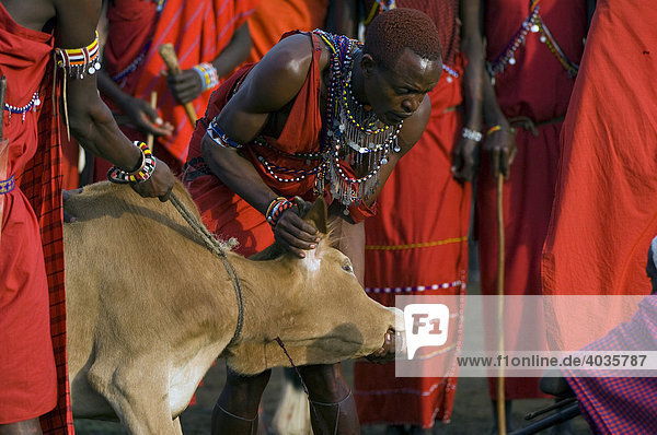 Masai Krieger  Blut von einer Kuh abzapfend  Masai Mara  Kenia  Ostafrika  Afrika