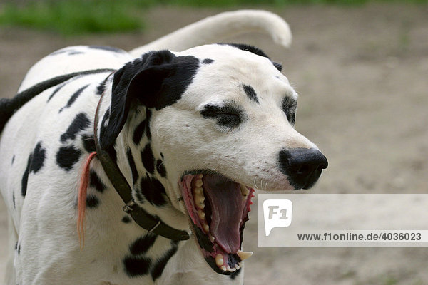 Gähnender Dalmatiner (Canis lupus familiaris dalmatiaris)