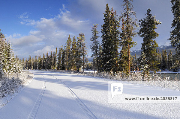 Tire tracks in freshly fallen snow along Highway 93A  Jasper National Park  Alberta  Canada