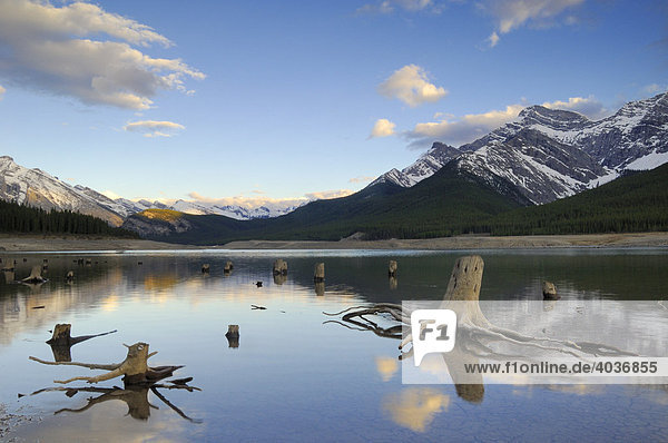 Tree trunks with exposed roots in the shallow waters of Spray Lakes  south of Canmore  Alberta  Canada