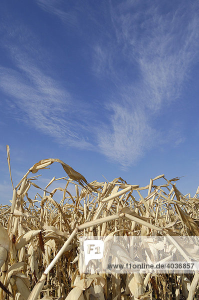 Corn field  maize field  in mid-October  big Alberta blue sky  Bon Accord  Alberta  Canada