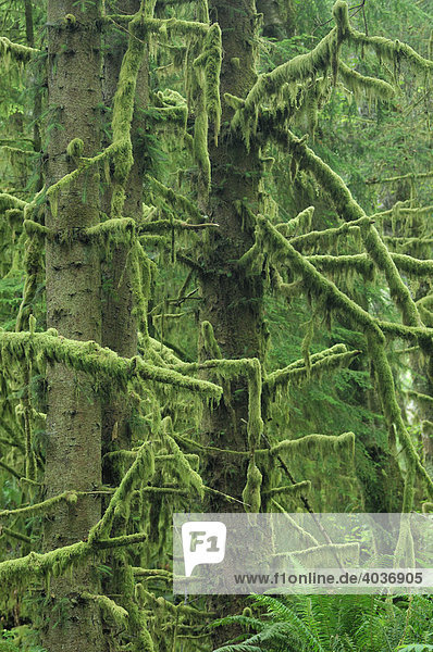 Old-growth spruce forest in Ecola State Park near Cannon Beach Oregon  USA