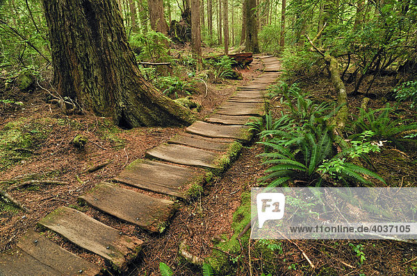 Weg aus Holzbohlen durch den Regenwald zum Sand Point  Olympic Nationalpark  Washington  USA  Nordamerika