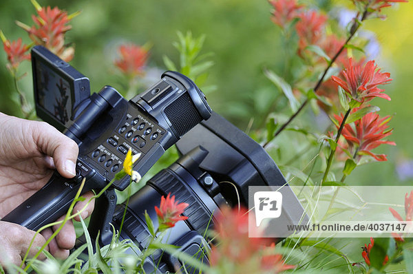 HDV Videokamera filmt Blumen  Indianer-Kastillea  Indian Paintbrush (Castilleja miniata)  Mt. Rainier Nationalpark  Washington  USA  Nordamerika