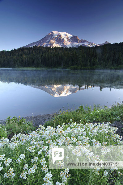 Mt. Rainier spiegelt sich in einem See  vorne Blumenwiese  Mount Rainier Nationalpark  Washington  USA  Nordamerika
