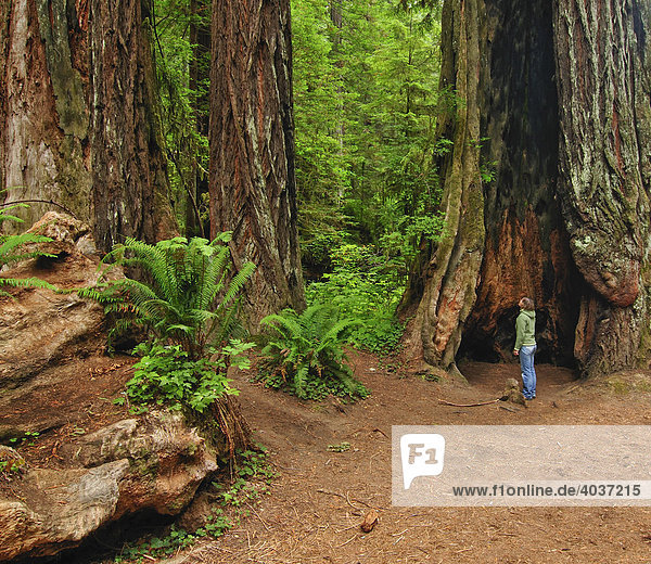 Wanderer vor Redwood Baum  Redwood Nationalpark  Kalifornien  USA