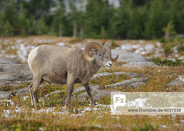 Dickhornschaf (Ovis canadensis)  Glacier National Park  Montana  USA  Nordamerika