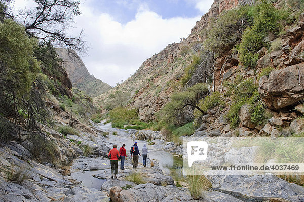 Hikers in Quiver Tree Gorge  Naukluft Mountains  Namibia  Africa