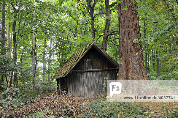 Hütte im Wald bei Dettenhausen  Naturpark Schönbuch  Baden-Württemberg  Deutschland  Europa