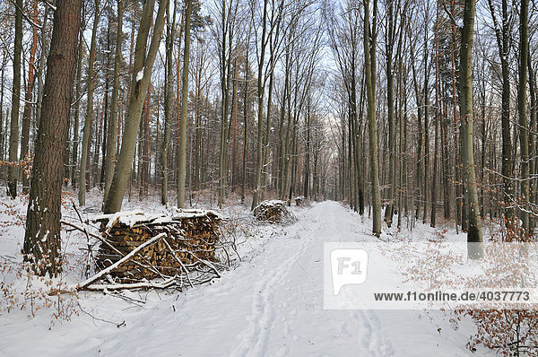 Waldweg im Naturpark Schönbuch im Winter  Baden-Württemberg  Deutschland  Europa