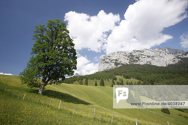 Alpenwiese vor der Hiefelwand  Reiteralp  Salzburger Land  Österreich  Europa