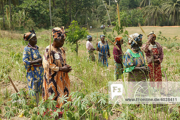 Frauen bei der Feldarbeit  Njindom  Kamerun  Afrika
