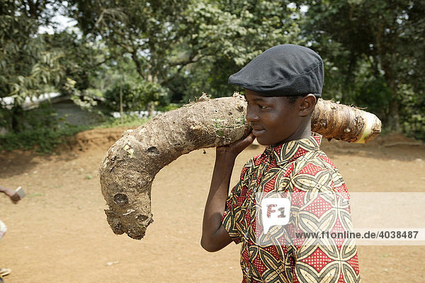 Junge trägt Gemüsewurzel  Manyemen  Kamerun  Afrika