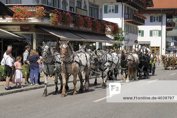 Carriage and six Noriker horses at Rottacher Rosstag festival  Rottach-Egern at Lake Tegern  Upper Bavaria  Germany  Europe