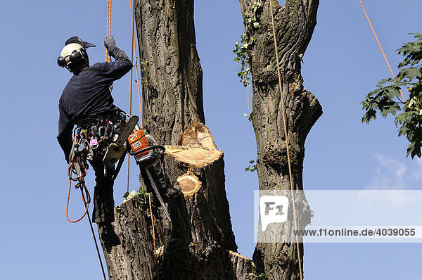 Baumpfleger erklimmt seinen Arbeitsplatz  Seilklettertechnik bei Großbaumfällung