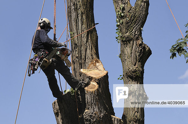 Baumpfleger an Seilen gesichert mit Motorsäge  Seilklettertechnik bei der Großbaumpflege