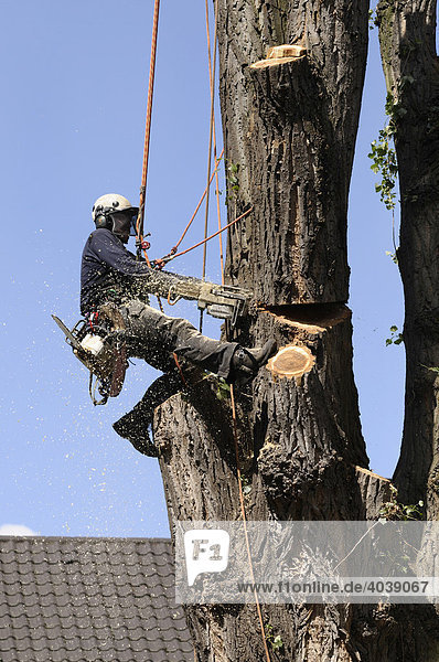 Baumpfleger  an Seilen gesichert  trennt mit einer Motorsäge einen dicken Ast  Seilklettertechnik bei der Großbaumpflege