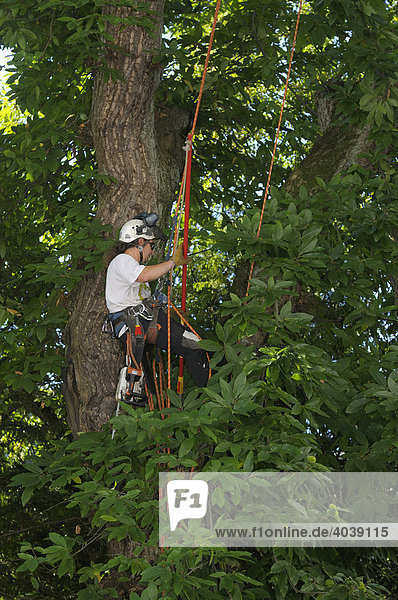 Rope climbing technique  tree care  man attending to a sweet chestnut tree  Sweet Chestnut (Castanea sativa miller)