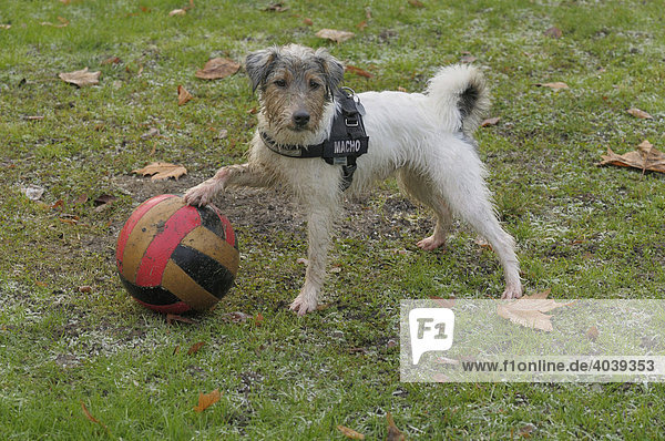 Terrier pariert bunten Spielball