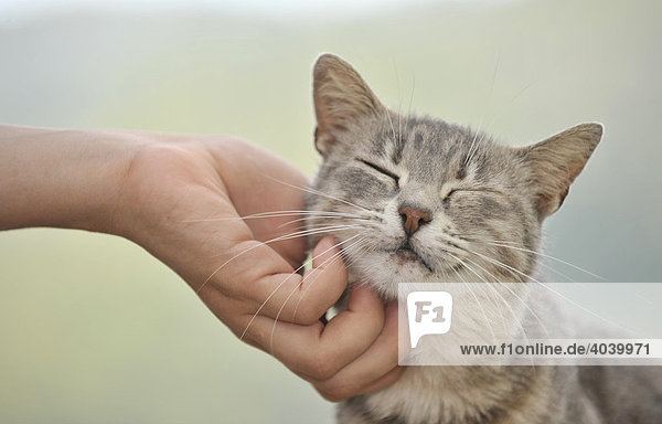 Junge graugetigerte Katze genießt Streicheleinheiten durch Menschen