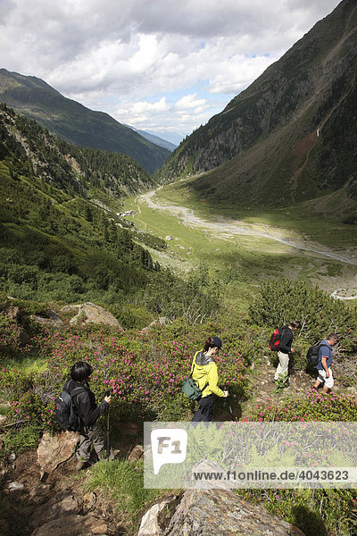 Hiking group hiking from Sulzenau Hut to Grawa Alm  Stubai Valley  Tyrol  Austria  Europe