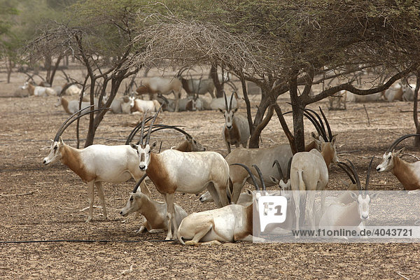 Säbelantilopen (Oryx dammah)  privates Tierreservat mit über 10000 Steppentieren  Sir Bani Yas Island  gehört zu den Desert Islands bei Abu Dhabi  Vereinigte Arabische Emirate  Naher Osten