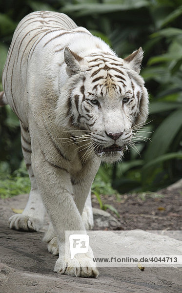 Weißer Tiger  weißer Königstiger  Indischer Tiger  Bengaltiger (Panthera tigris tigris)  Singapore Zoo  Singapur  Asien
