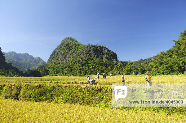 Reisbauern in den Bergen im äußersten Nord-Westen von Thailand  Chiang Mai  Thailand  Asien