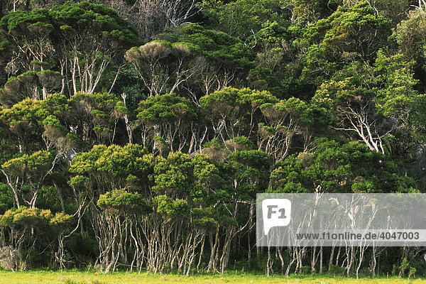 Regenwald im Wilsons Promontory Nationalpark  Victoria  Australien