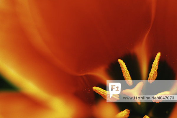 Nahaufnahme Blüte  Tulpe (Tulipa gesneriana)  Keukenhof  Niederlande  Europa