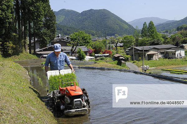 Japanese rice farmer using a rice-planting machine in a flooded rice terrace in Ohara  near Kyoto  Japan  Asia