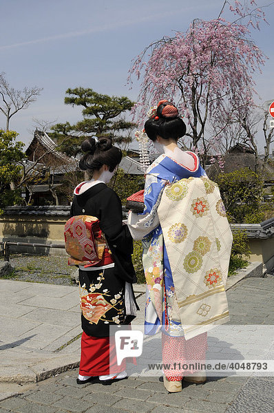 Geisha and Maiko  trainee Geisha  during the cherry blossom season in Kyoto  Japan  Asia