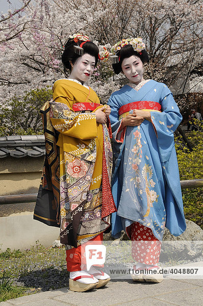 Zwei Maikos  Geishas in Ausbildung  vor einem blühenden Kirschbaum  Kyoto  Japan  Asien