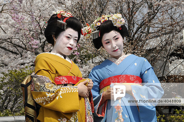 Two Maiko  trainee Geisha  in front of cherry trees in bloom  Kyoto  Japan  Asia
