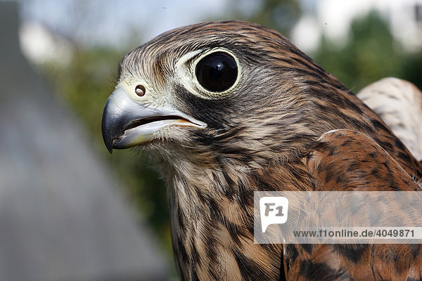 Common Kestrel (Falco tinnunculus)  portrait