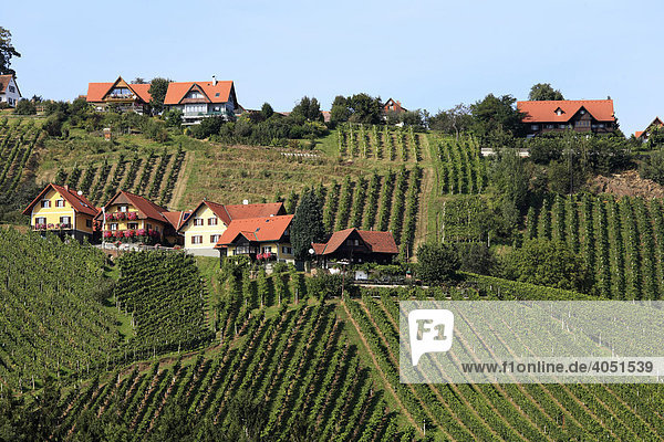 Weinberge an Schilcher Weinstraße  Steinreib bei Stainz  Steiermark  Österreich  Europa