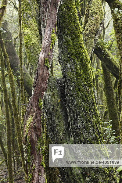 Moosbewachsene Baumstämme im Nebelwald  Nationalpark Garajonay  La Gomera  Kanaren  Kanarische Inseln  Spanien  Europa Garajonay Nationalpark