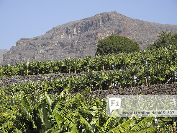 Bananenplantage bei La Dama  La Gomera  Kanarische Inseln  Kanaren  Spanien  Europa