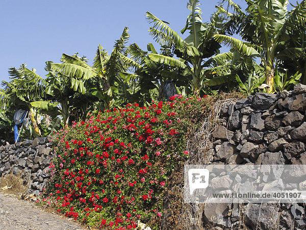 Blühende Geranien vor Bananenplantage  La Gomera  Kanarische Inseln  Kanaren  Spanien  Europa