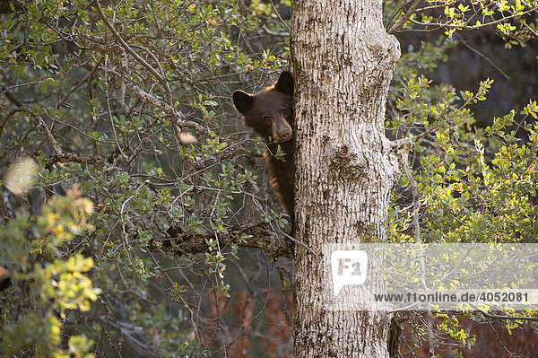 Schwarzbär (Ursus americanus) blickt hinter einem Baumstamm hervor  Sequoia Nationalpark  Kalifornien  USA