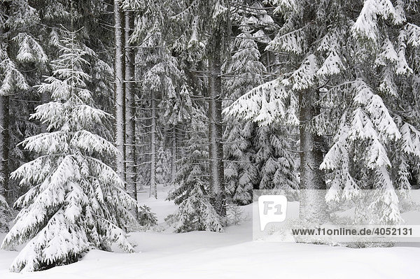 Snow-covered forest  Brocken  Blocksberg  Harz National Park  Saxony-Anhalt  Germany  Europe