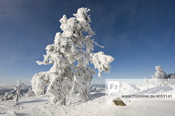Verschneite Fichten  Brocken  Blocksberg  Nationalpark Harz  Sachsen-Anhalt  Deutschland  Europa