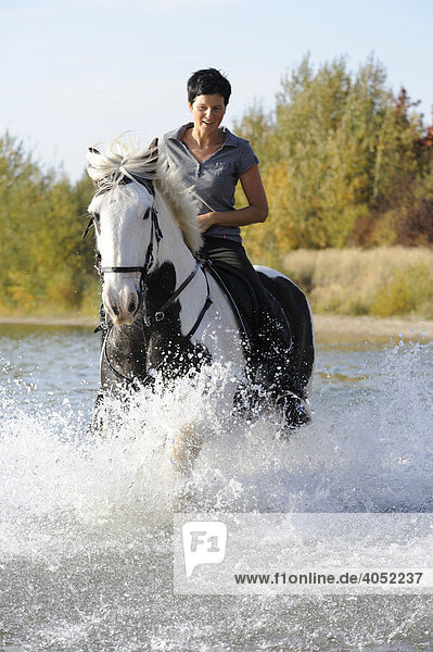 Reiterin mit Irish Tinker Pferd im Wasser