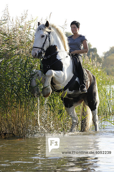Reiterin auf steigendem Irish Tinker Pferd im Wasser